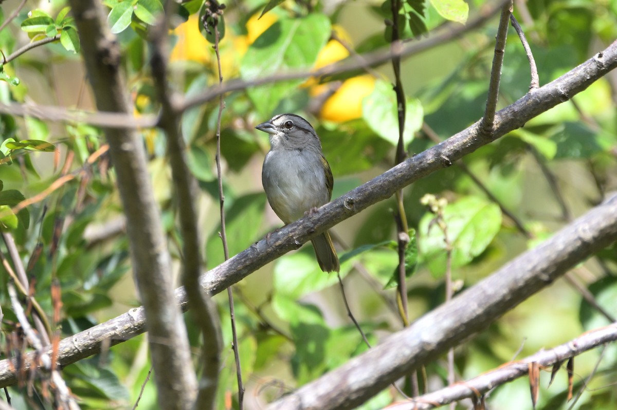 Olive Sparrow - ML652212974