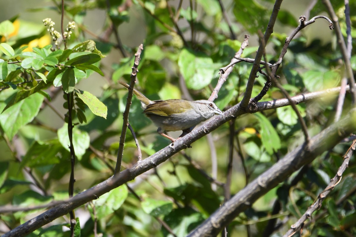 Olive Sparrow - ML652212975