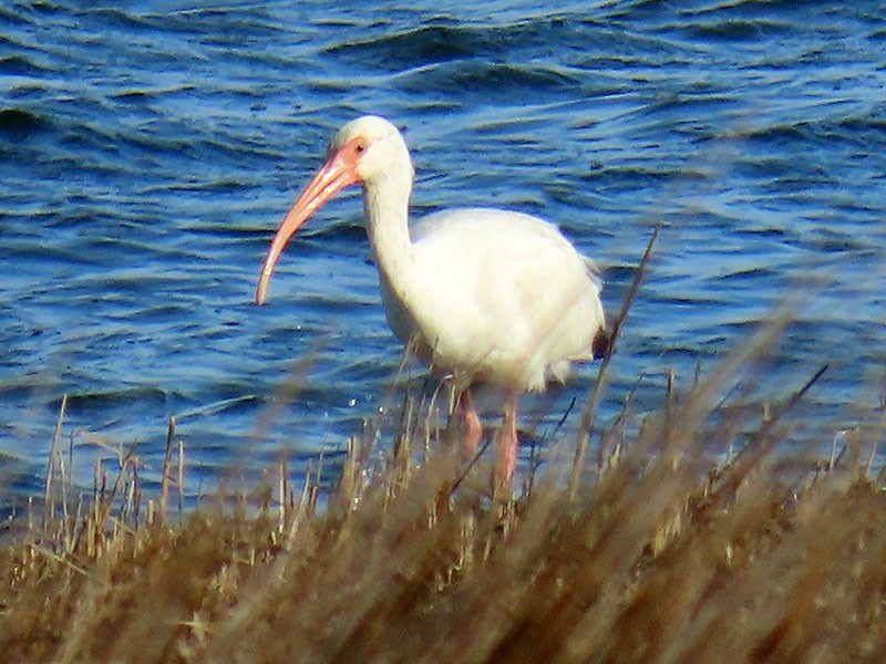 White Ibis - ML652213025