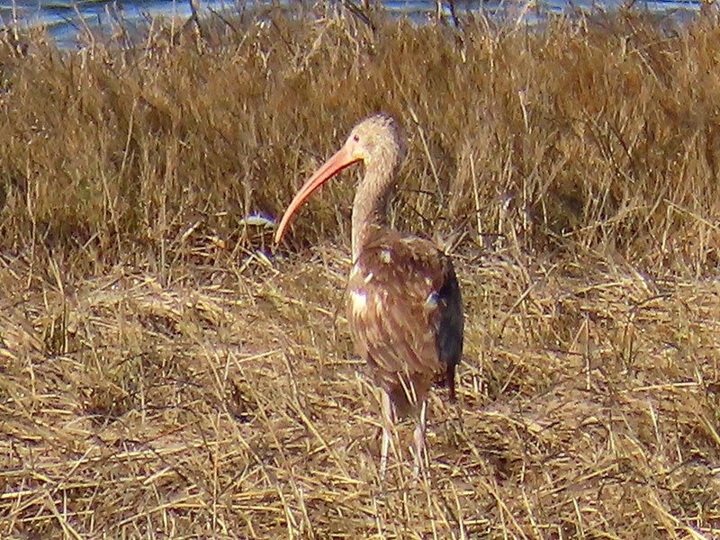 White Ibis - ML652213026