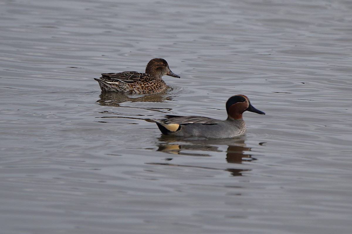 Чирянка мала - ML652213047