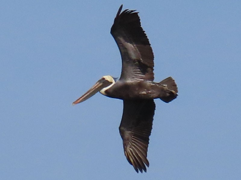 Brown Pelican (Atlantic) - ML652213056
