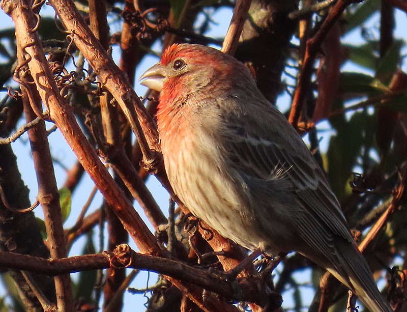 House Finch - ML652213102
