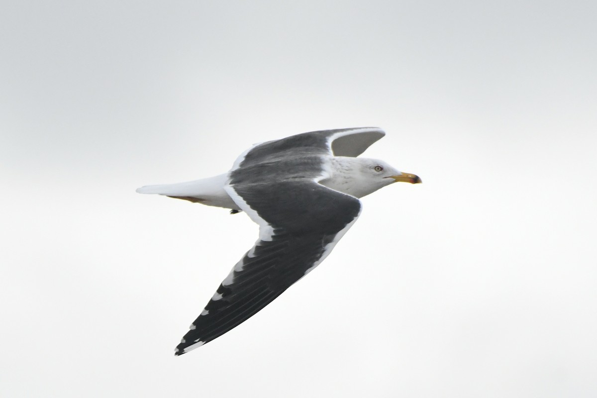 ニシセグロカモメ - ML652213119