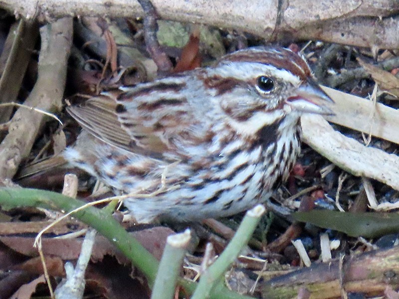 Song Sparrow - ML652213121
