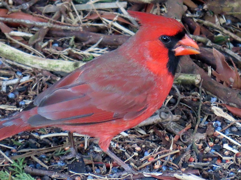 Northern Cardinal - ML652213145
