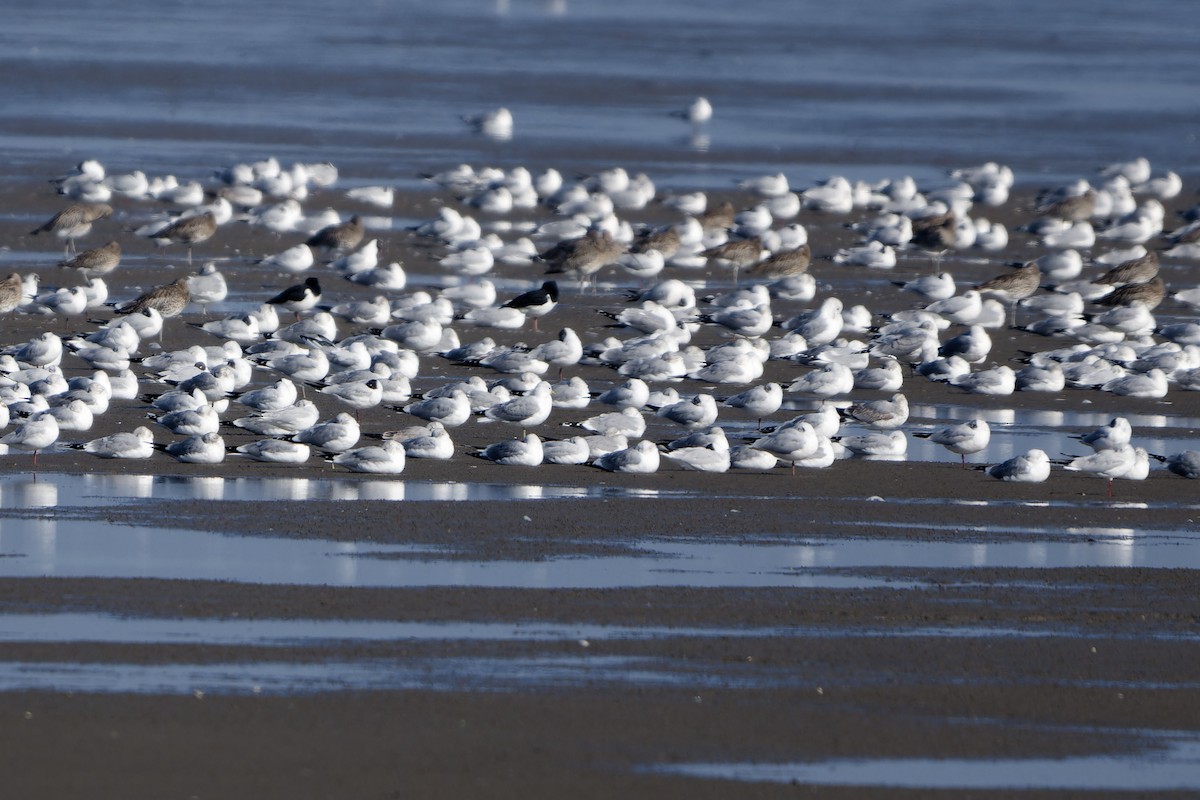 Common Gull - ML652213293