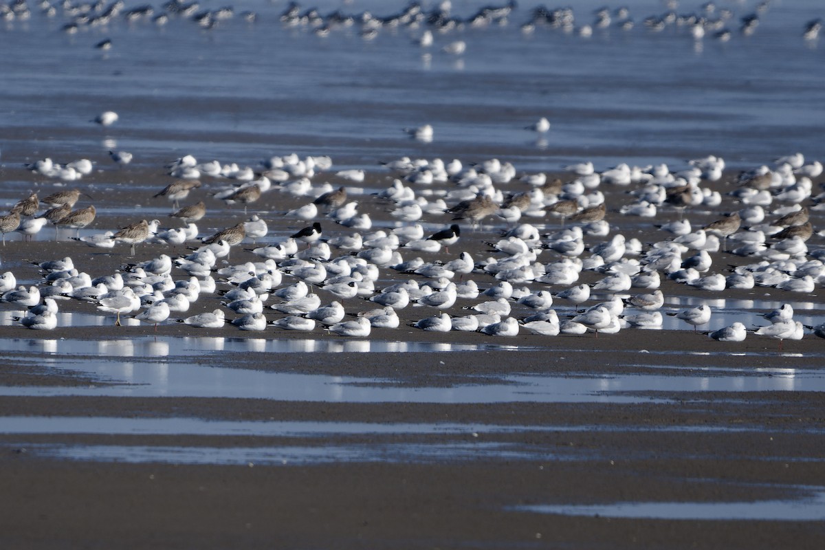 Black-headed Gull - ML652213294