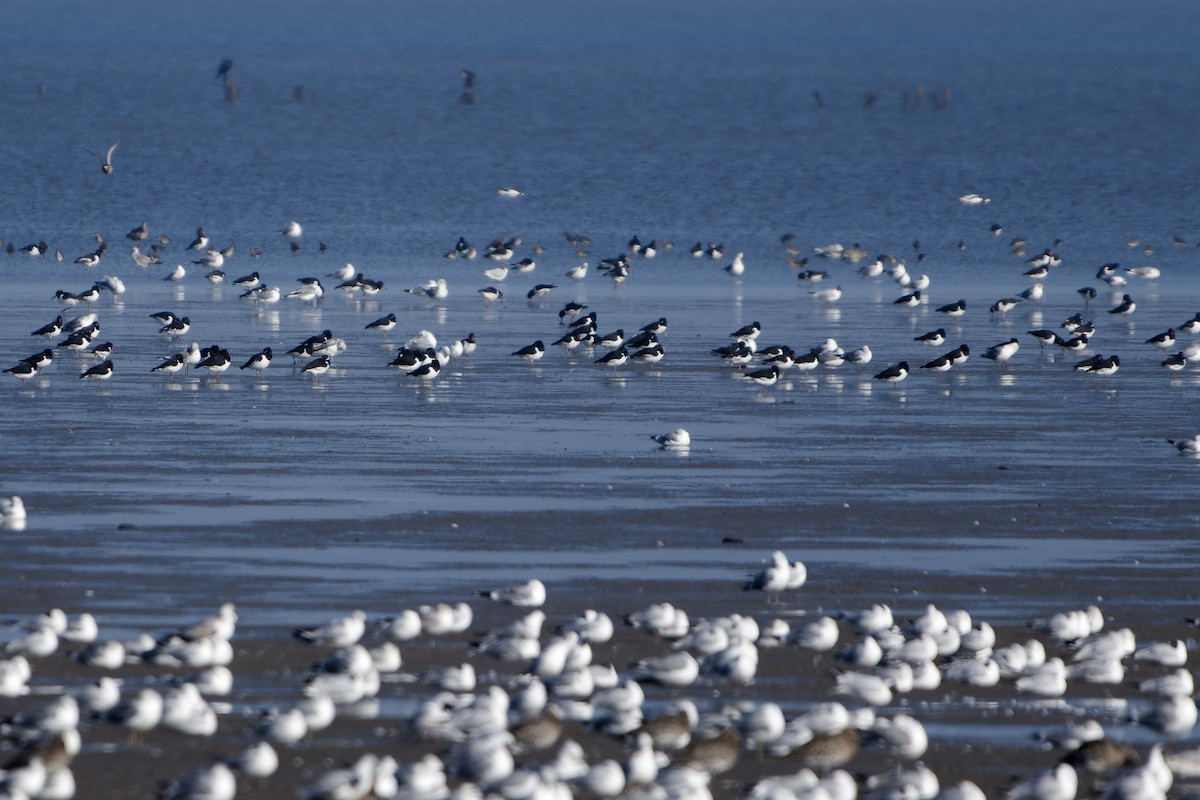 Eurasian Oystercatcher - ML652213297