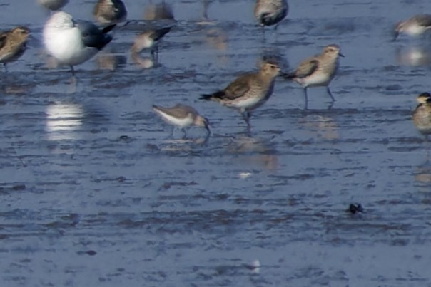 Dunlin - ML652213300