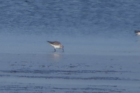 Dunlin - ML652213304