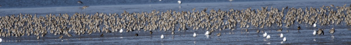 European Golden-Plover - ML652213306