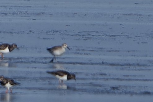 Red Knot - ML652213312