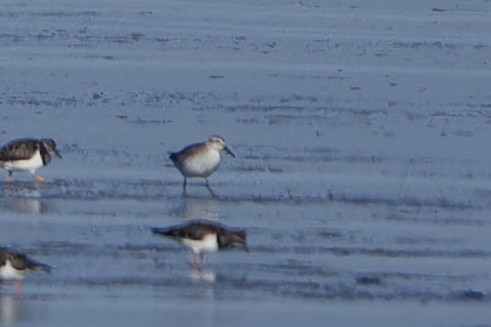 Red Knot - ML652213313