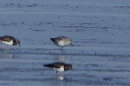 Red Knot - ML652213314