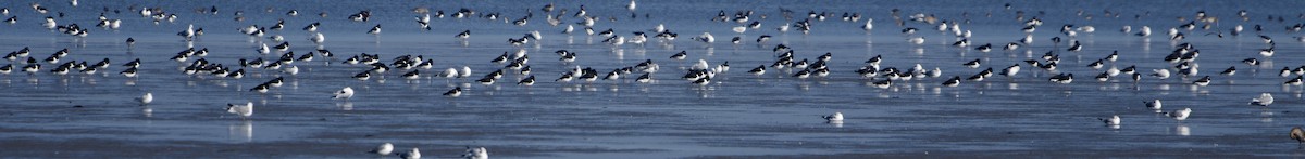 Eurasian Oystercatcher - ML652213321