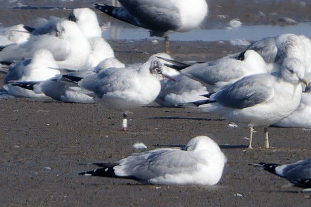 Black-headed Gull - ML652213327
