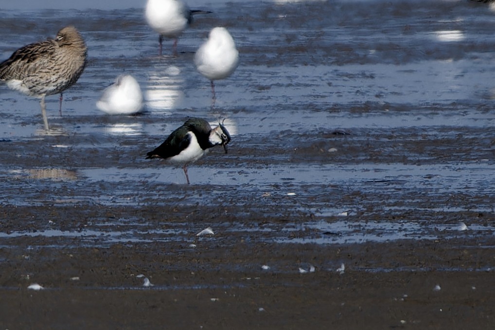 Northern Lapwing - ML652213345
