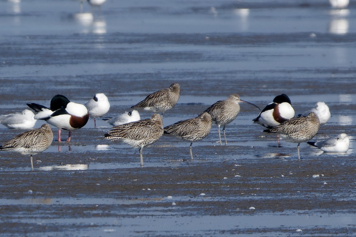 Eurasian Curlew - ML652213348