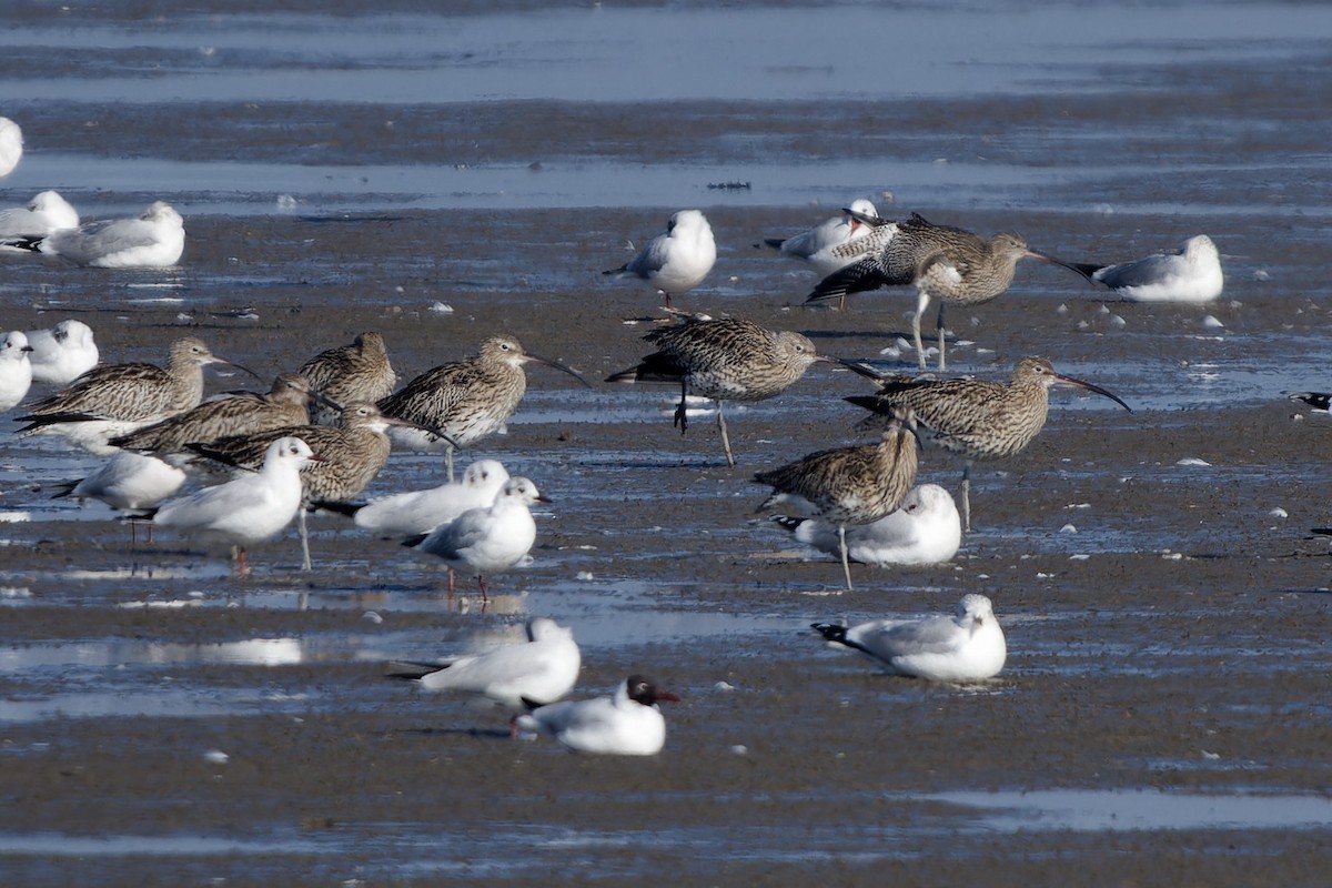 Eurasian Curlew - ML652213365