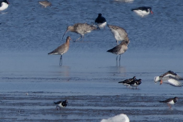 Black-tailed Godwit - ML652213371
