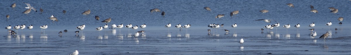 Шилоклювка - ML652213379