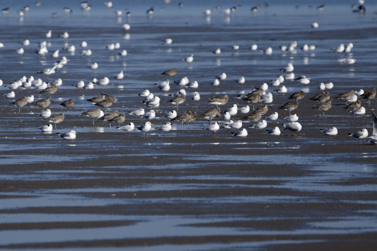 Eurasian Curlew - ML652213383