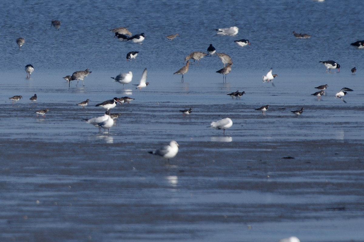 Ruddy Turnstone - ML652213384