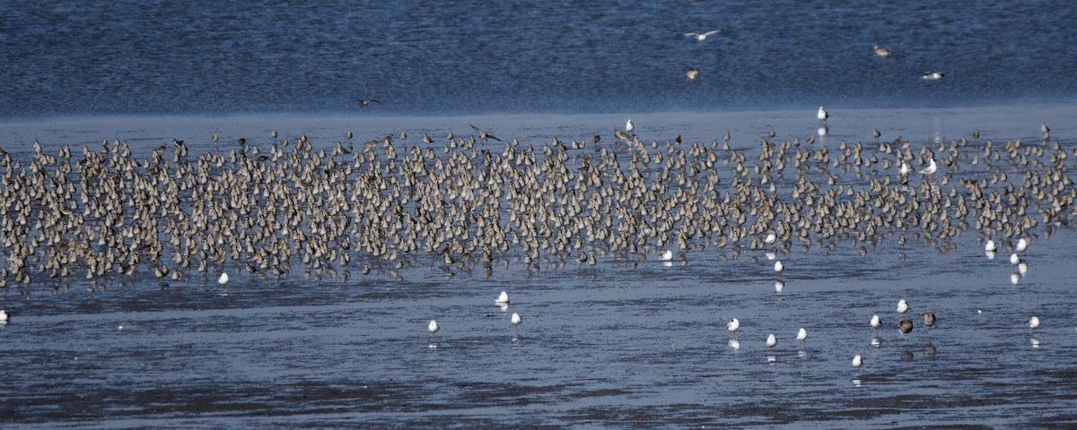 European Golden-Plover - ML652213388