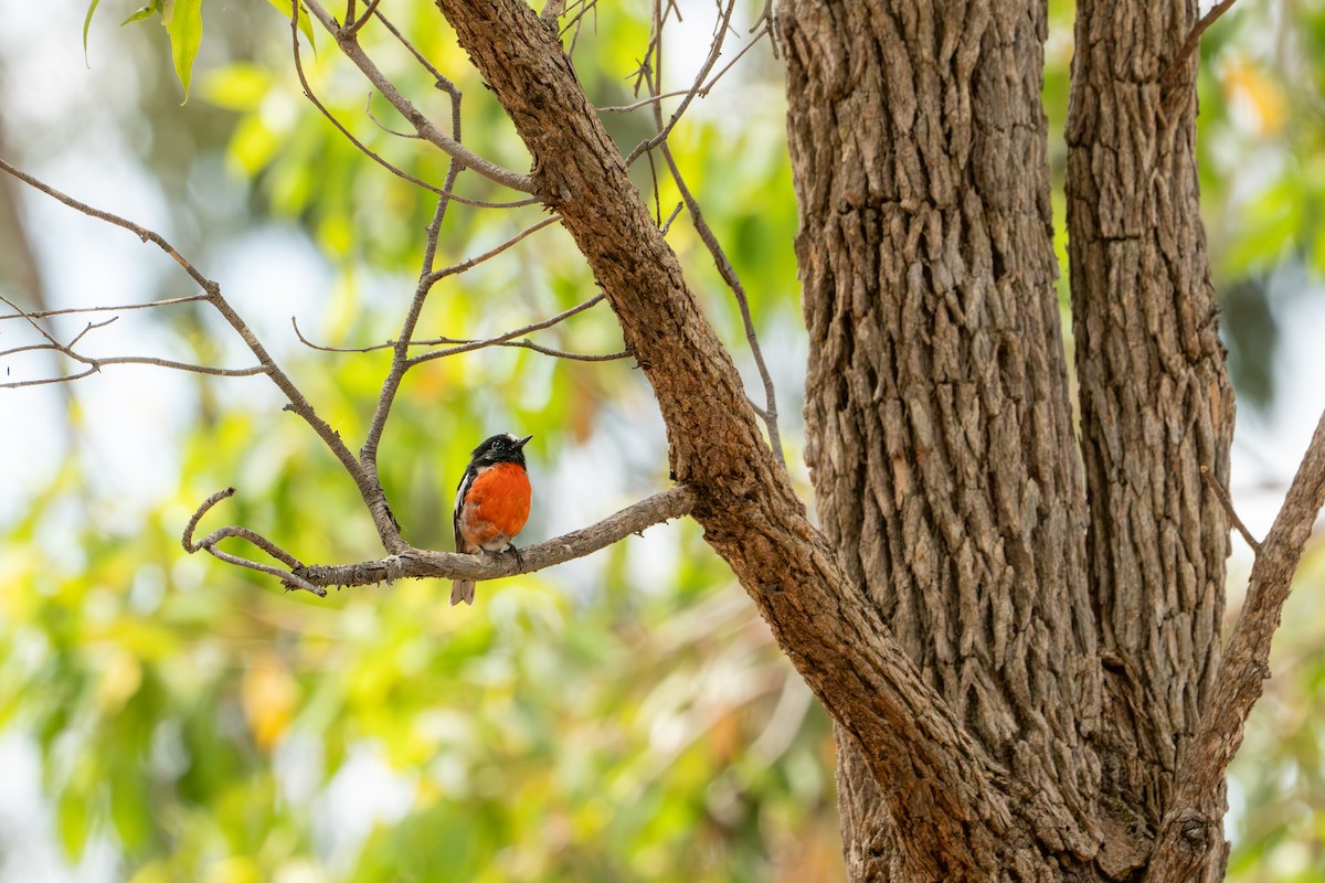 Petroica Escarlata (campbelli) - ML652213479
