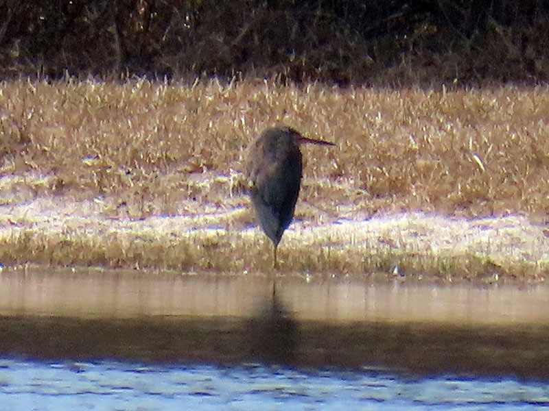 Tricolored Heron - ML652213651