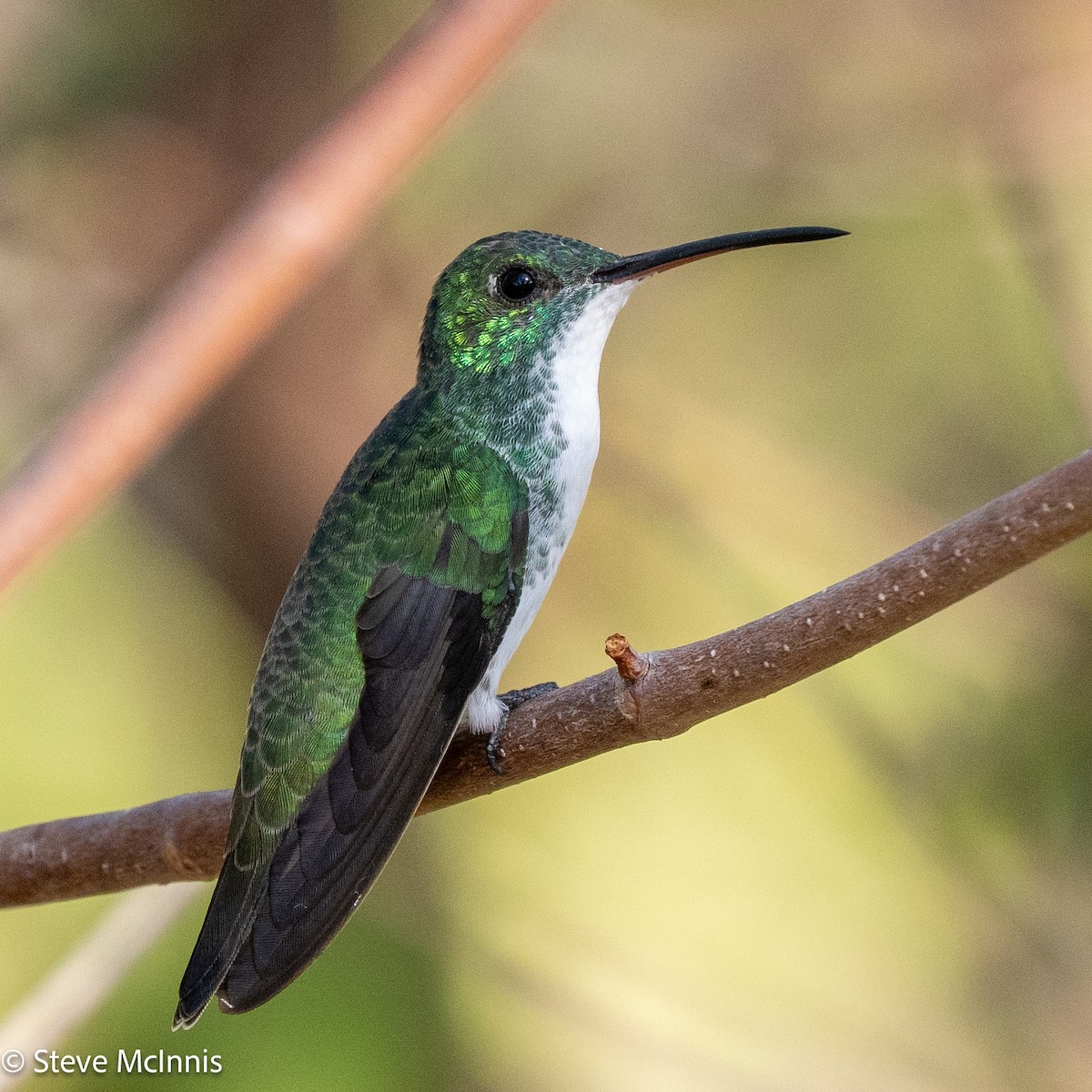Plain-bellied Emerald - ML652213667