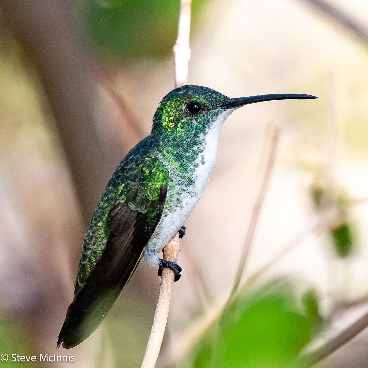 Plain-bellied Emerald - ML652213668