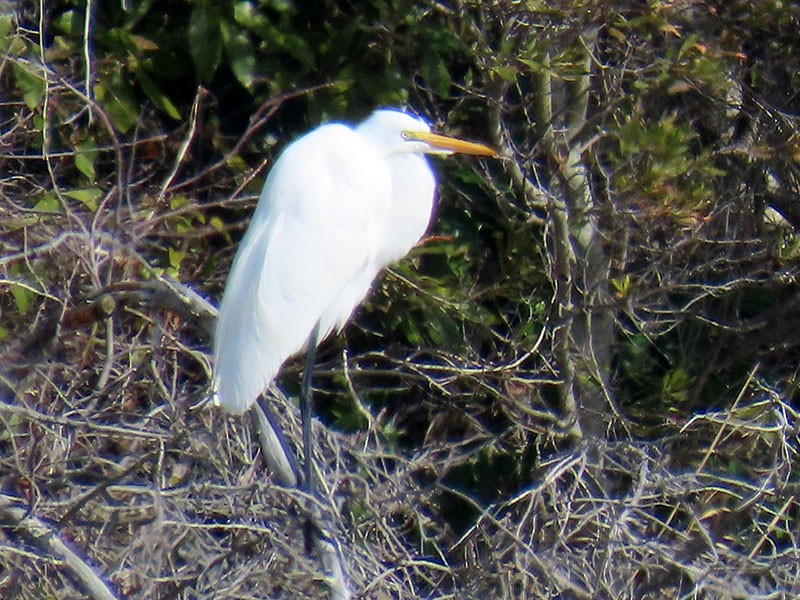 Great Egret - ML652213704