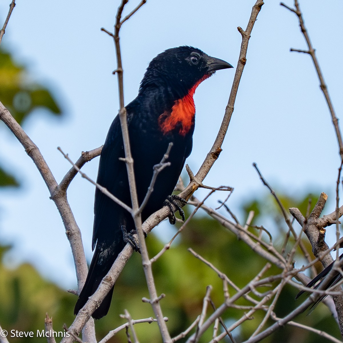 Scarlet-throated Tanager - ML652213716