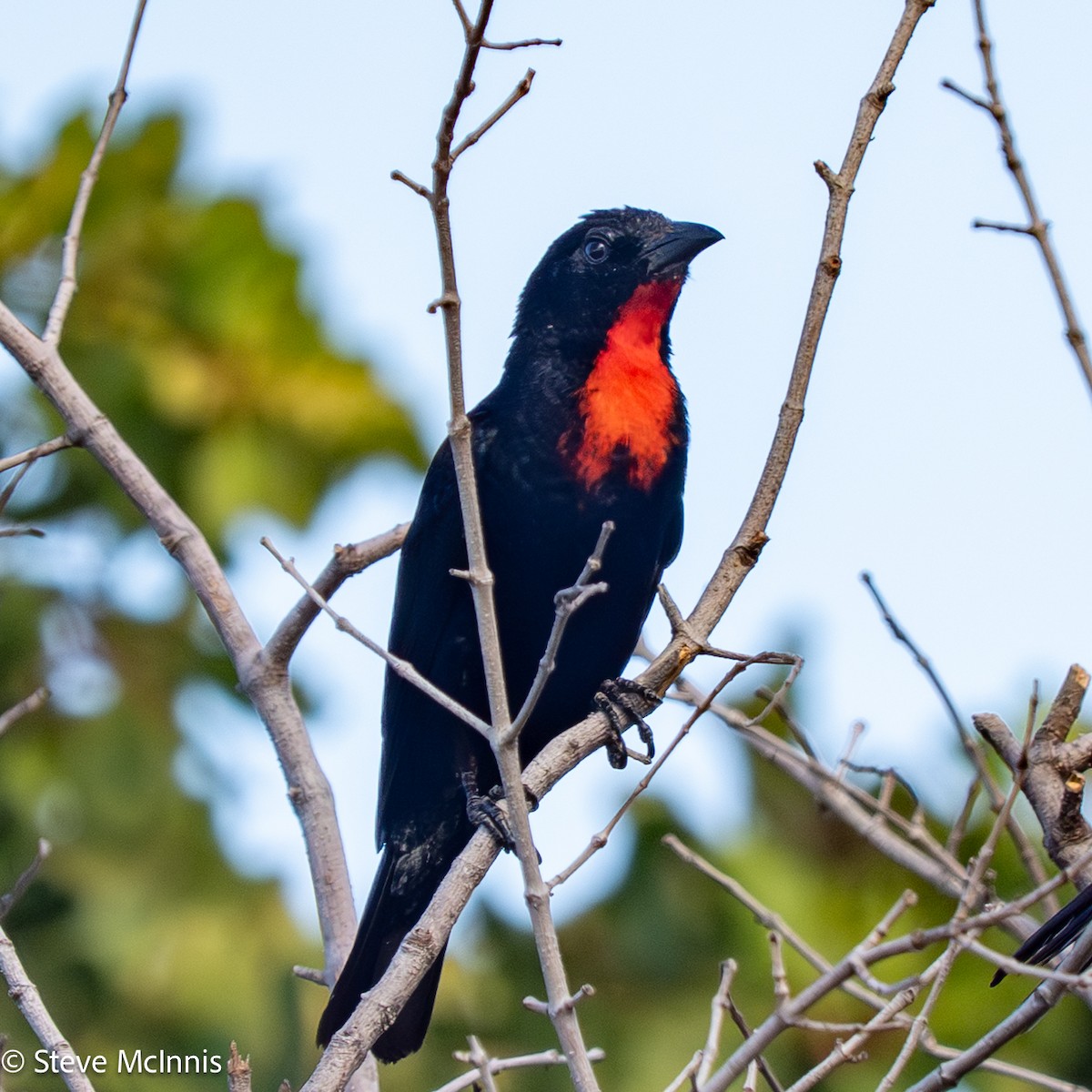 Scarlet-throated Tanager - ML652213717