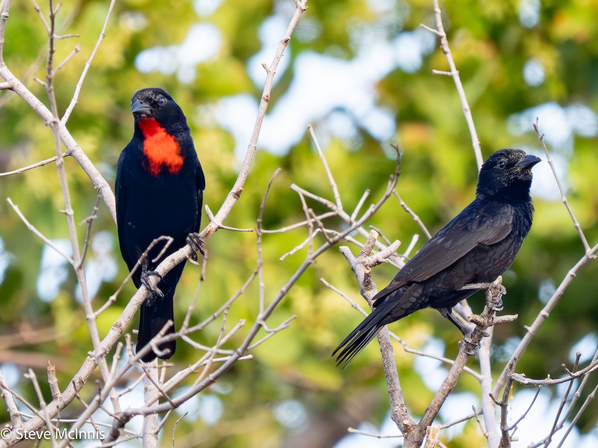 Scarlet-throated Tanager - ML652213718