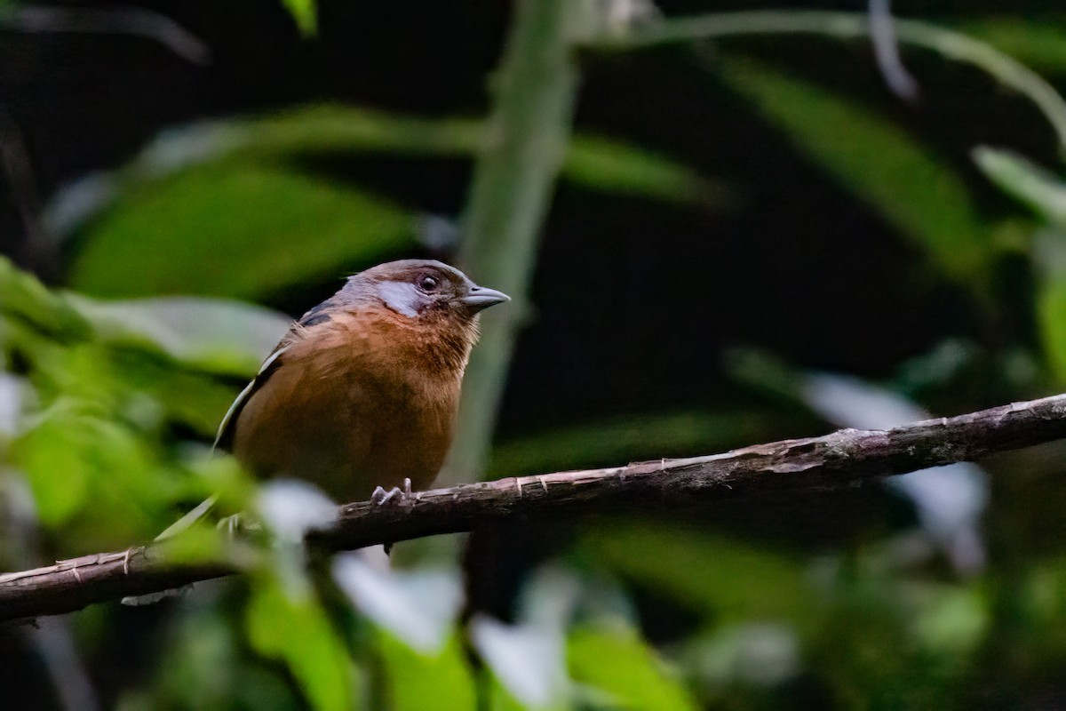 Rusty-browed Warbling Finch - ML652213752