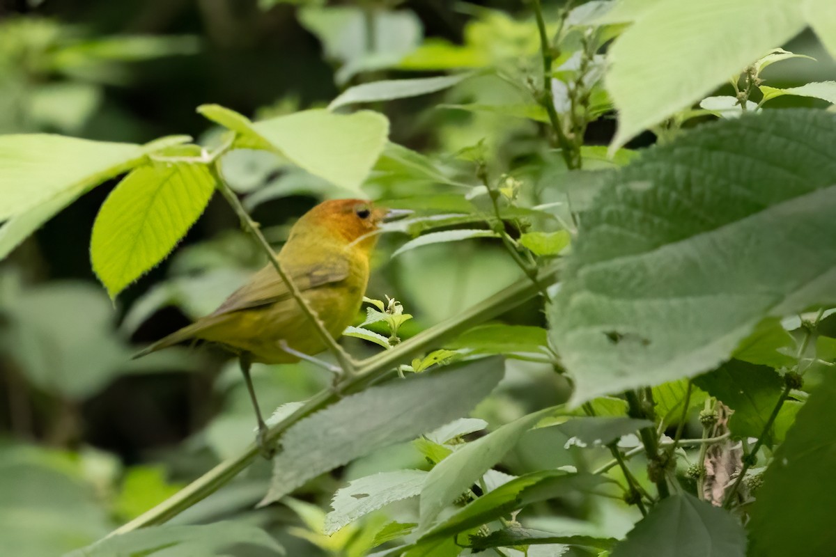 Rust-and-yellow Tanager - ML652213759