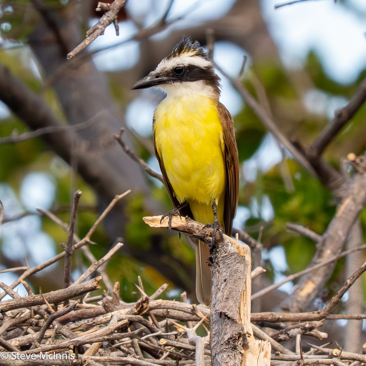 Great Kiskadee - ML652213795