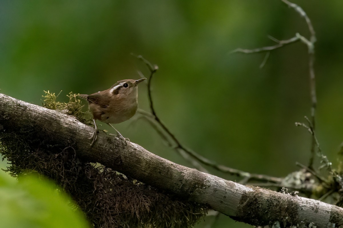 Mountain Wren - ML652213797