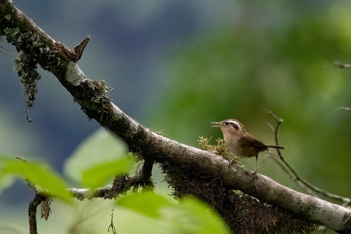 Mountain Wren - ML652213801
