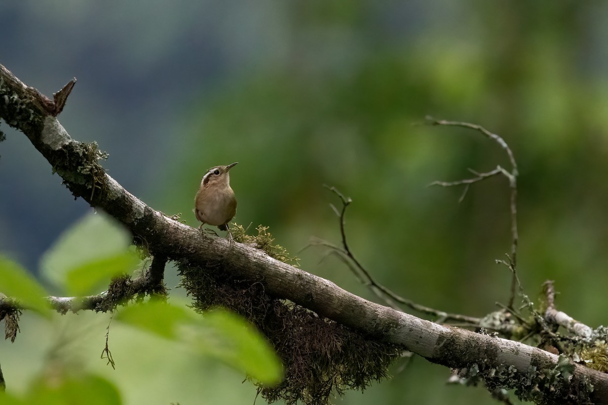 Mountain Wren - ML652213805