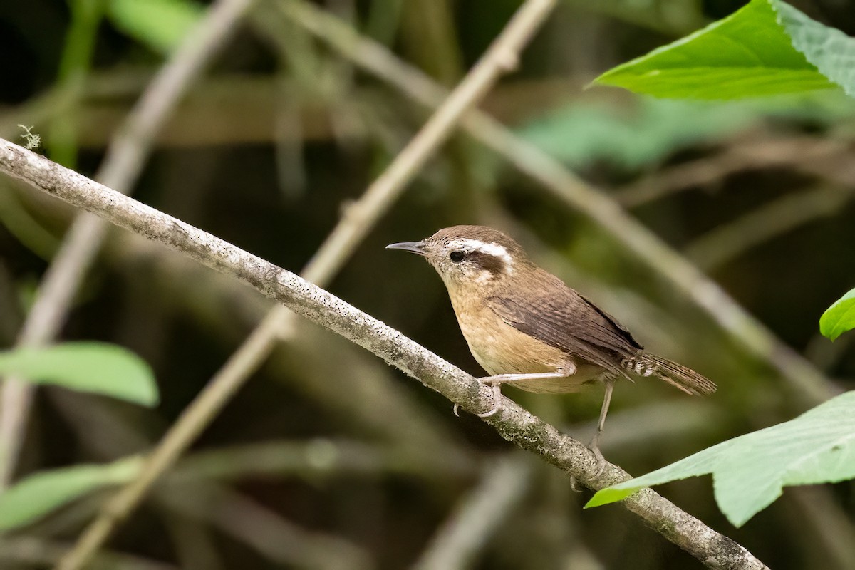Mountain Wren - ML652213814