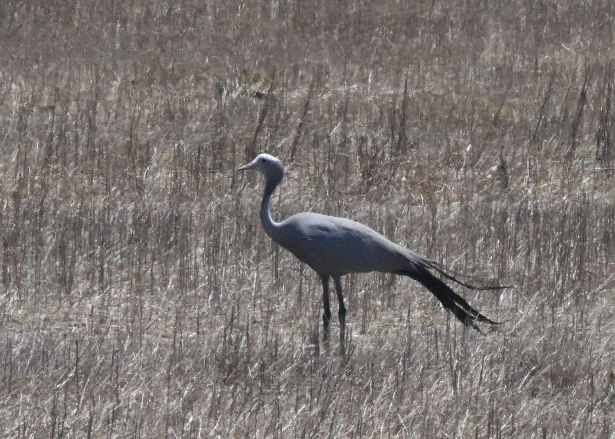 Blue Crane - ML652213815