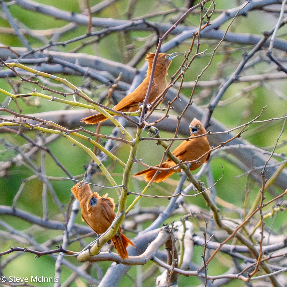 Caatinga Cacholote - ML652213817