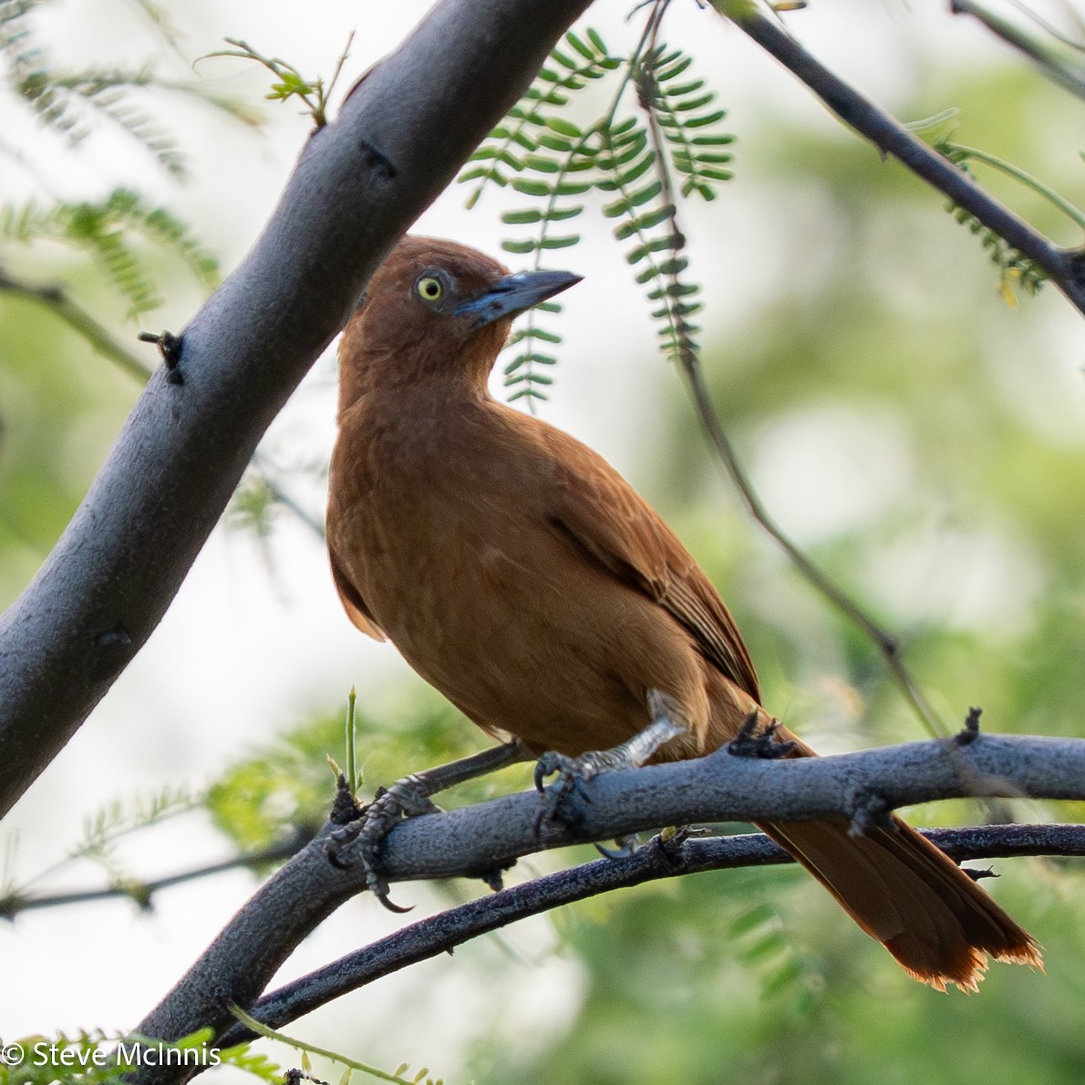 Caatinga Cacholote - ML652213818