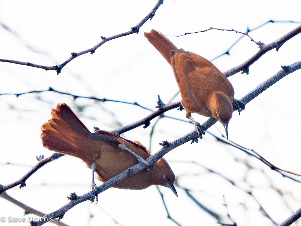 Caatinga Cacholote - ML652213819