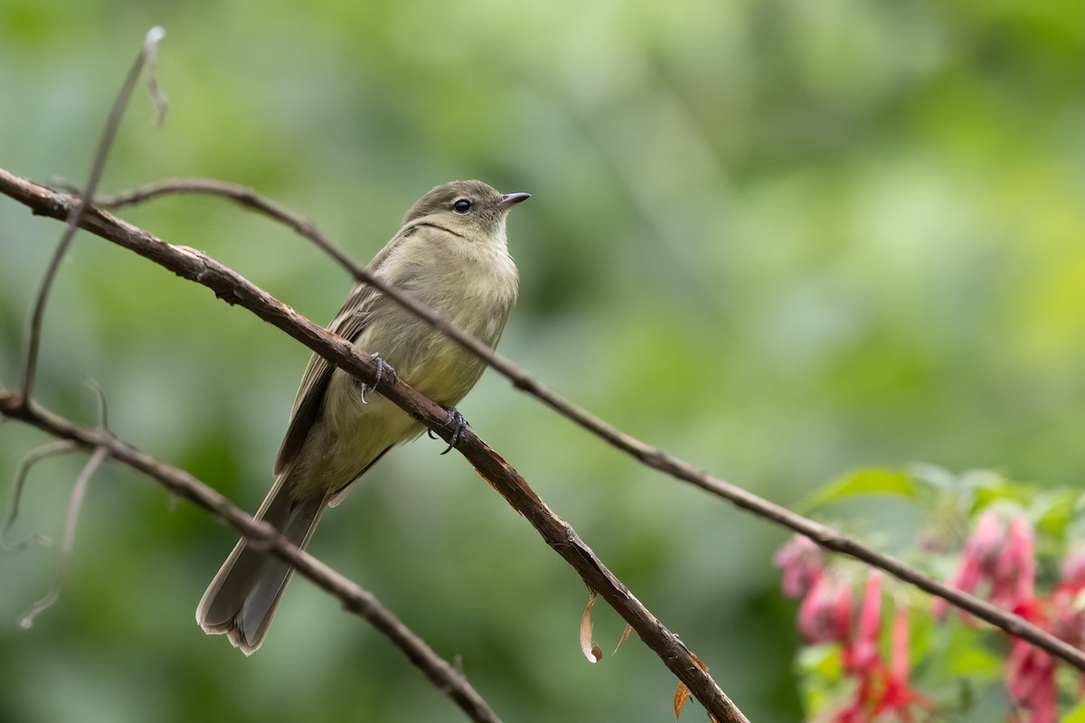 Highland Elaenia - ML652213830