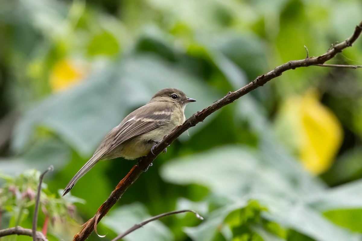 Highland Elaenia - ML652213836